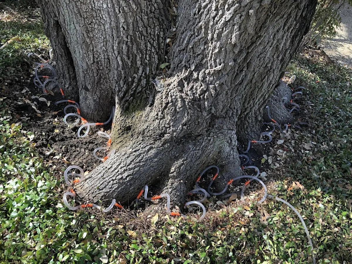 Detailed Tree Cabling and Bracing job site in Hooks