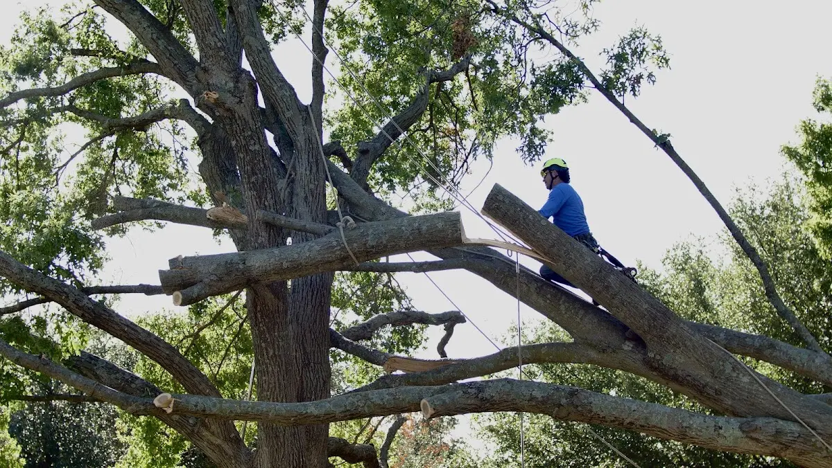 Professional Hazardous Tree Removal performed by certified arborists in Hooks