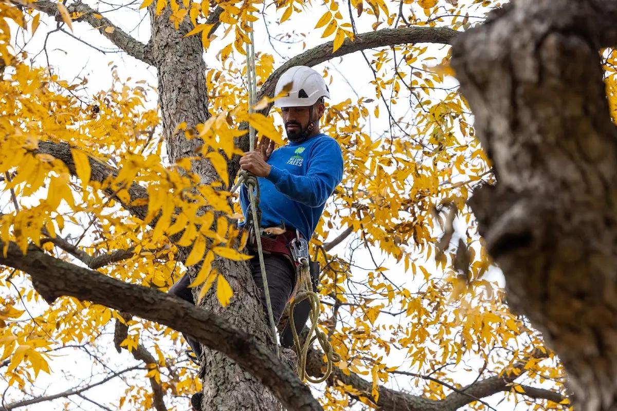 Skilled Emergency Tree Service crew working in Hooks